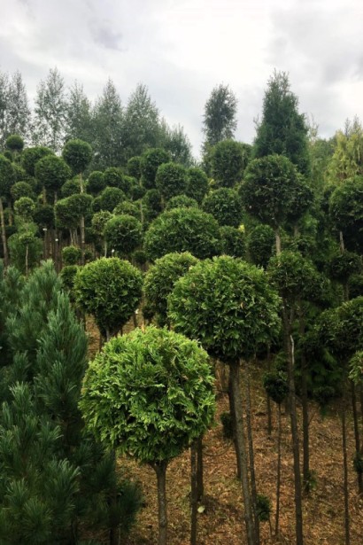 Thuja occidentalis Columna ball on shtambe